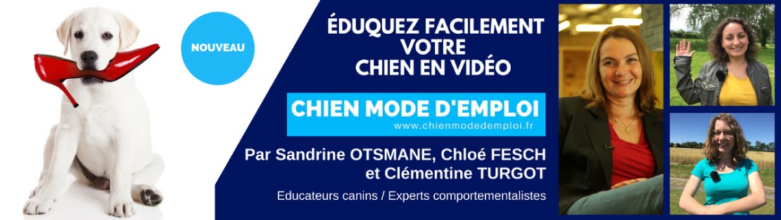 Eduquer son chien en vidéo