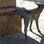 Un chien qui fait pipi en levant la patte