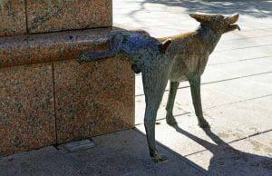 Un chien qui fait pipi en levant la patte