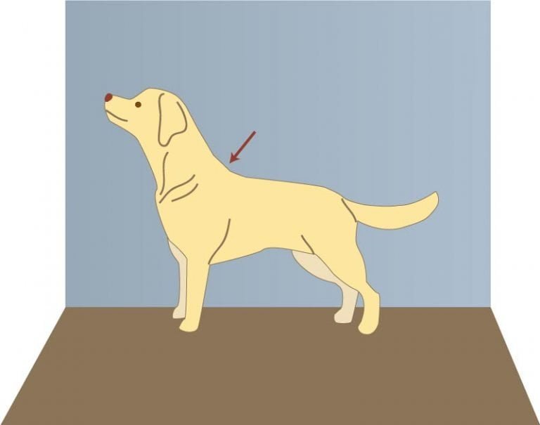 Garrot du chien définition et méthode de mesure