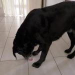 Un chien qui lève le sol