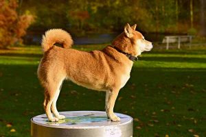 Un chien primitif
