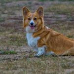 Les chiens sans queue