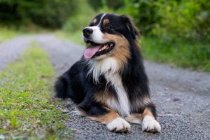 Les races de chien de taille moyenne