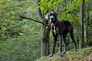 Les chiens de grande race
