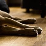 La crise cardiaque chez le chien