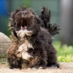 Empecher un chien d'aboyer