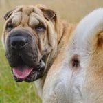 Les fistules périanales du chien