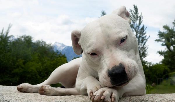 La furonculose du chien