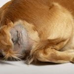 hernie périnéale du chien