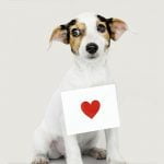 L'insuffisance cardiaque du chien