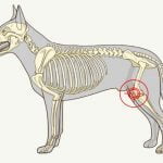 La luxation de la rotule chez le chien