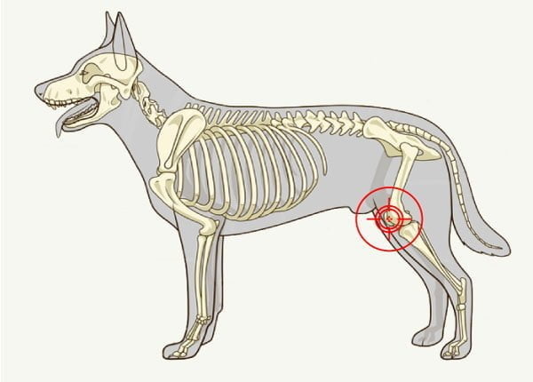 Luxation de la rotule chez le chien : causes, symptômes, traitement
