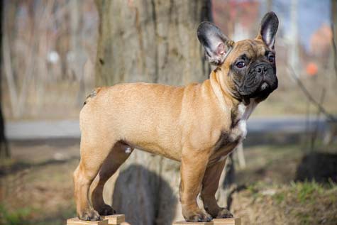 Les maladies du Bouledogue français