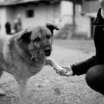 Le renforcement positif