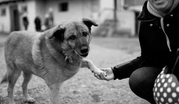 Le renforcement positif