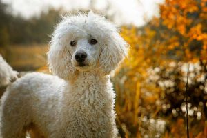 Le trichoblastome chez le chien