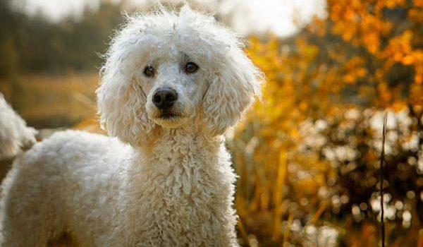 Le trichoblastome chez le chien