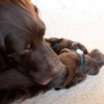 L'alimentation de la chienne allaitante