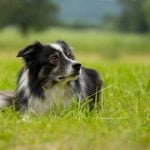 Le Border Collie un bon chien de Berger