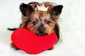Chien amoureux