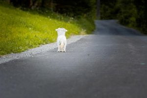 Un chien errant
