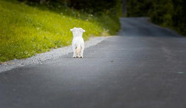Un chien errant