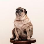 Chien obèse