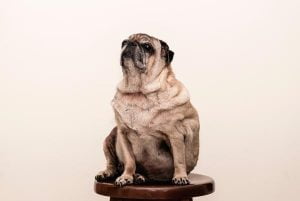 Chien obèse