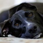 Un chien paralysé soudainement