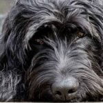 Un chien qui ne mange plus ses croquettes