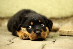 Chiot qui pleure