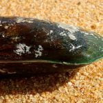 Moule verte pour chien