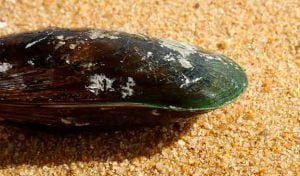 Moule verte pour chien