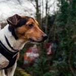 Harnais de traction pour chien