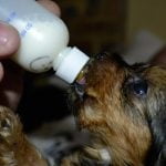 lait maternisé pour chiot