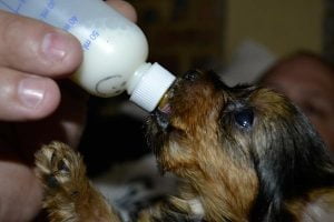 lait maternisé pour chiot