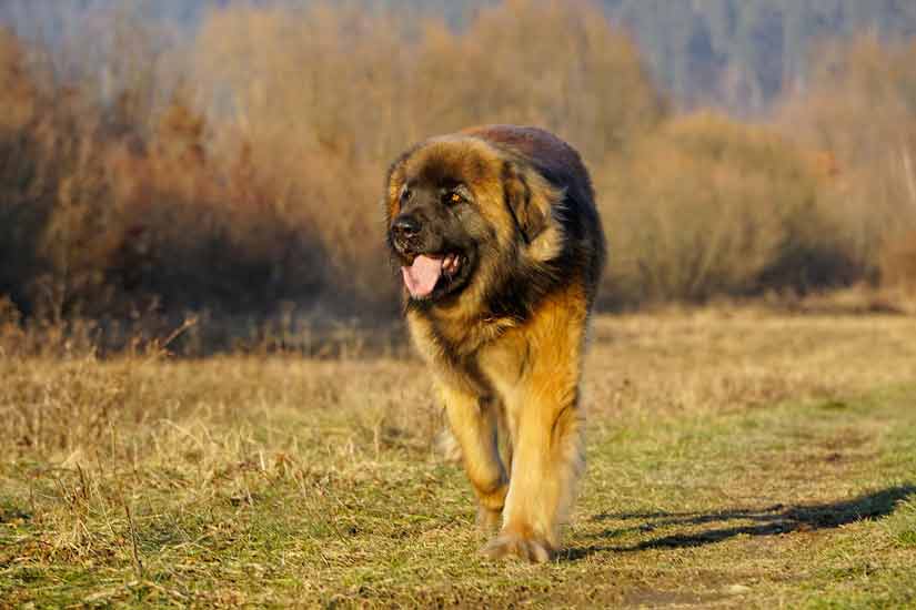 Leonberg chien géant