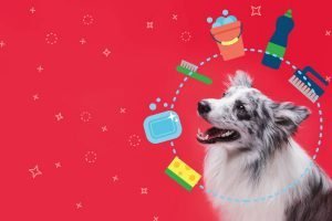 Une maison propre avec un chien