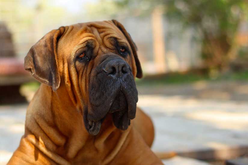 Mastiff chien géant