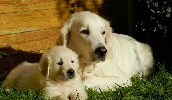 La métrite chez la chienne