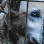 Une nouvelle brigade pour les animaux