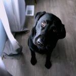 test de QI pour chien