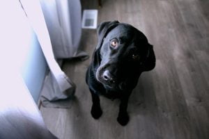 test de QI pour chien