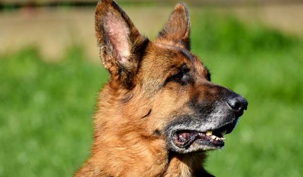 Chien policier à la retraite