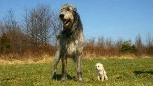 Irish wolfhound