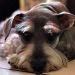 Les calculs biliaires chez le chien