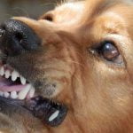chien agressif