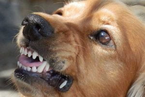 chien agressif