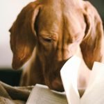 Chien d'aide à la lecture